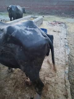 dhodh wali bhains paichy katta