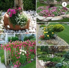 کورین گراس اویلیبل فون نمر03079556957