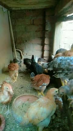 Chicks
