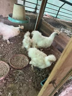 White silkie chicks /adult male available