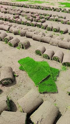 Korean grass 03436198173