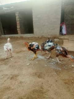 7male pathy 2000 per peace and 2500 Heera per peace
