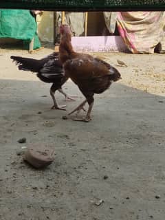 Sindhi