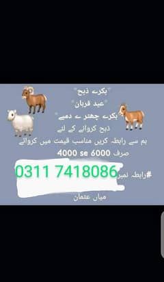بکرے