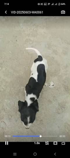 pointer
