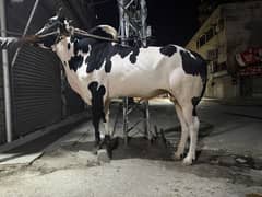 Qurbani bulls