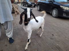Tadi / tapra bakra andu . 11 mah ka h