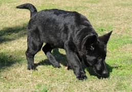 Black German Shepherd Pedigree king size puppies 2 months