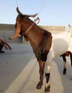 kar ka pehla hua bakra desi betal for sale urgent