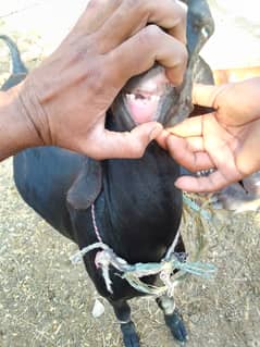 Bakra fresh dunta pure Black