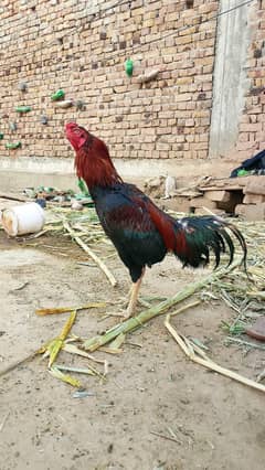 Aseel lakha murga