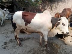 Qurbani k liye Janwar