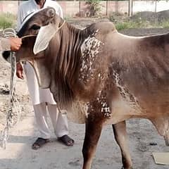 bachra for sale