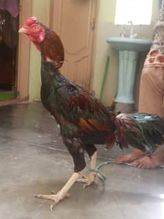 Aseel murga