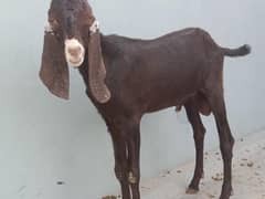 bakra