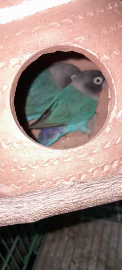love bird pair 3 bajri pairs  with cage and pots