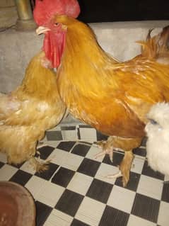 golden buff beautiful pair breedr ha