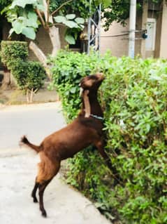 Bakra