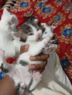 persian