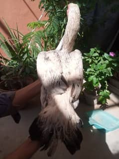 Aseel Murgi Urgent Sale