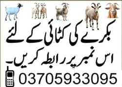 bakra eid k lie kasay