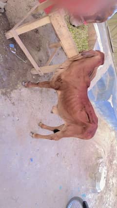03101154612 Sahiwal Cross Bacha H MashaAllah Full Healthy and Active