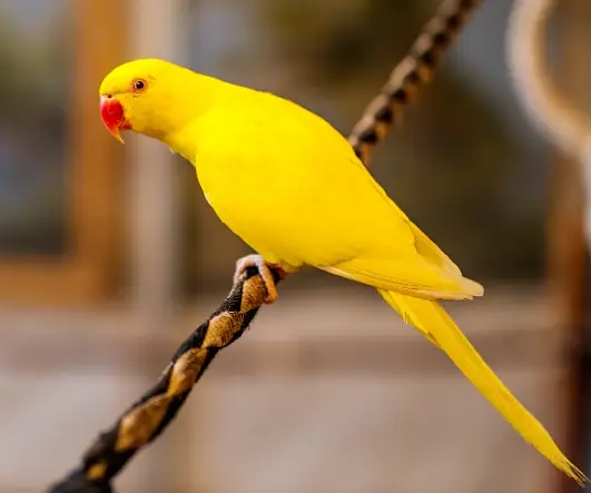 Yellow Rinkneck 4 pecs