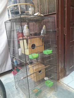 cocktail or love bird pair he