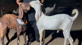 Qurbani Bakra for sell