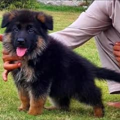 German shepherd Dogs My WhatsApp 03038430702
