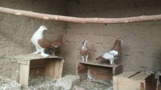 4 pigeon for sale