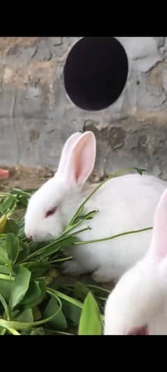 White redeyes rabbit babies for sale