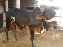 beautiful bull eiduladha