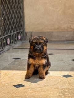 German shepherd puppies 0300 5454581