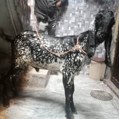 Desi Bakra makhi china