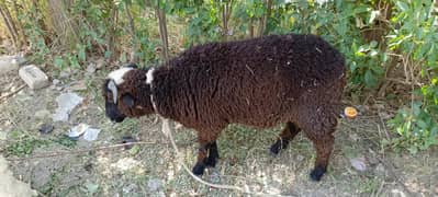 Sheep