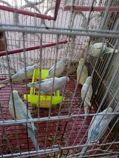 Australian birds