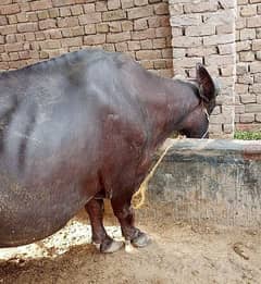 neli ravi / bhains / buffalow / kata / Calf