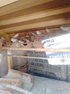 7pair Finch  breeder hn Healthy an Active
