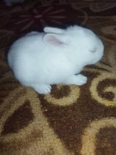 rabbit kids