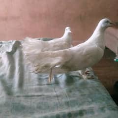 white pegon