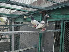 Pure Teddy Resulted Pair - 03124080331