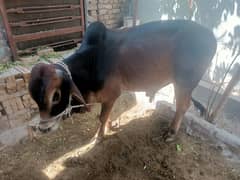 MashAllah kurbani kia two bail for sale