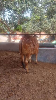 Qurbani lagne wala bail urgent for sale call me,03425820107