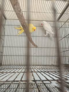 MashAllah yellow ringneck male or white ringneck female ready to breed