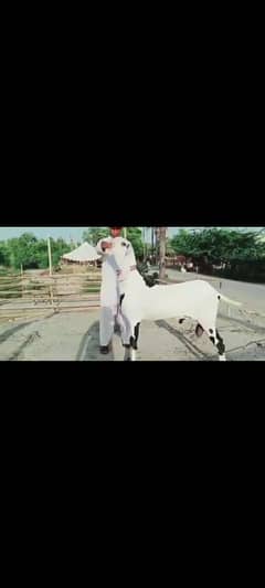 rajanpuri bakra for sale WhatsApp number 0324,3941,421