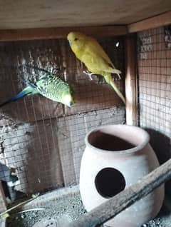 Australian parrot