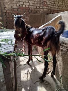 khassi Bakra he 2 dant