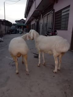 qurbani k white nasli dunbay
