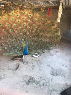 Pair of Peacock